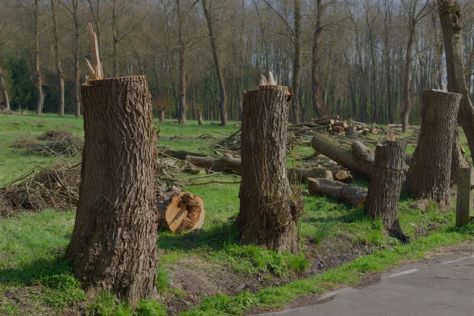 Reducing Deforestation: Sustainable Forestry and Alternative Methods ...